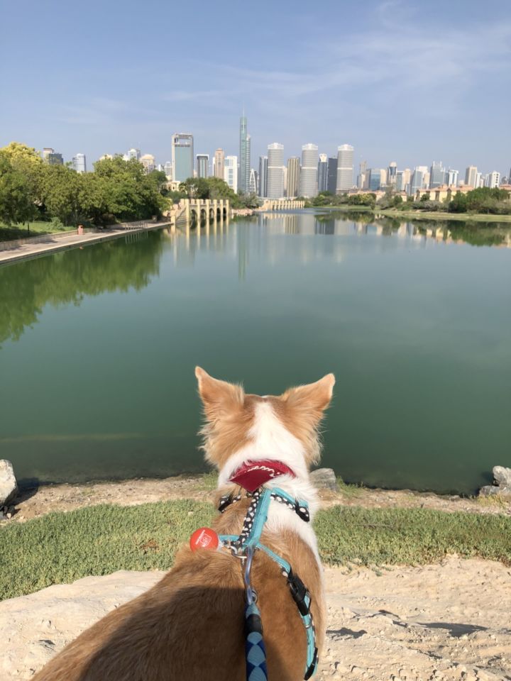 Are Dogs Allowed In Dubai City Walk